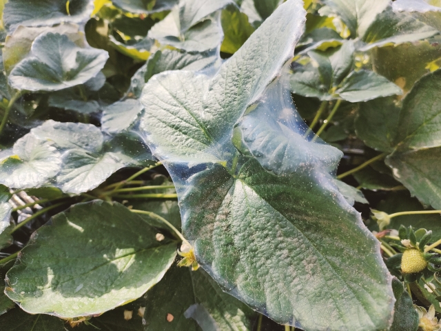 農業現場で見かけるダニ。同じダニでも害虫と天敵がいる！？ハダニとカブリダニの違い｜画像１