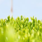工芸作物（茶や綿、麻など）や特用林産物（きのこ類、栗、クルミ、山菜類など）の生産について