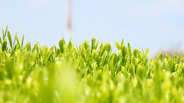工芸作物（茶や綿、麻など）や特用林産物（きのこ類、栗、クルミ、山菜類など）の生産について