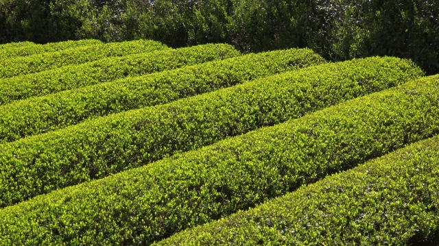 工芸作物（茶や綿、麻など）や特用林産物（きのこ類、栗、クルミ、山菜類など）の生産について｜画像５