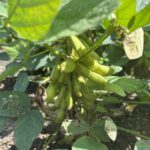 夏以外にもニーズが豊富な枝豆について。｜画像１