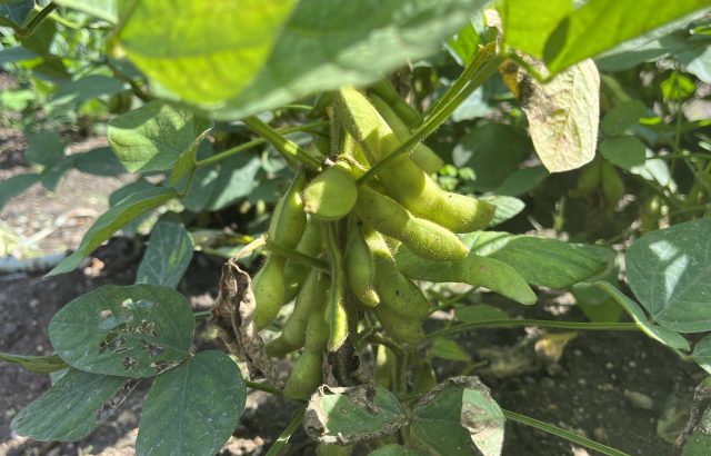 夏以外にもニーズが豊富な枝豆について。