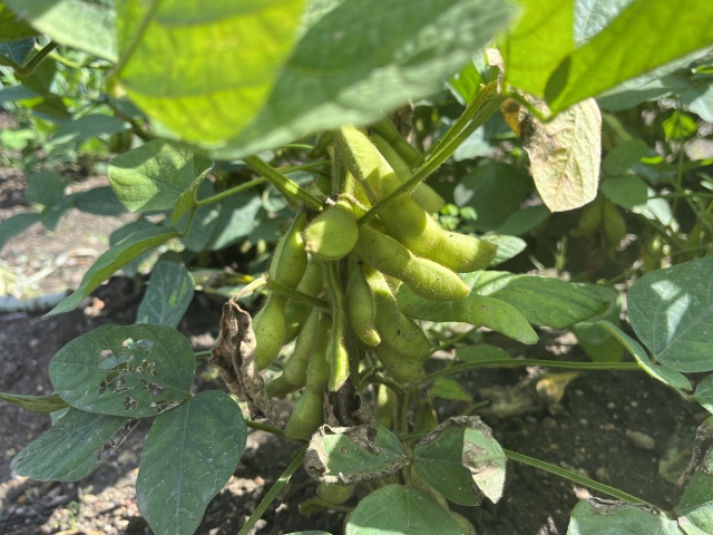 夏以外にもニーズが豊富な枝豆について。｜画像１