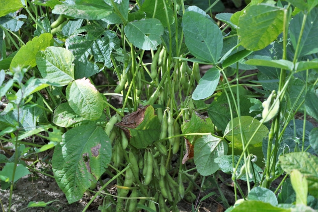 夏以外にもニーズが豊富な枝豆について。｜画像２
