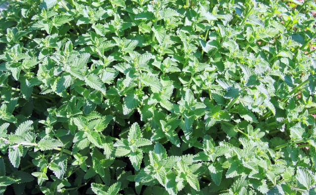ニッチ野菜＋スマート農業＝市場での競争力アップ！？｜画像２
