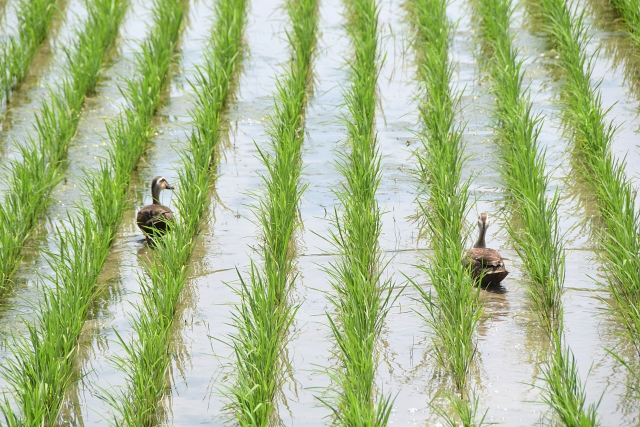 除草剤に頼らない水田の除草法とは。｜画像２