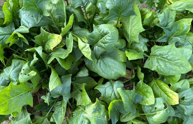 硝酸態窒素の影響とは？環境と作物品質の観点から見る肥料管理