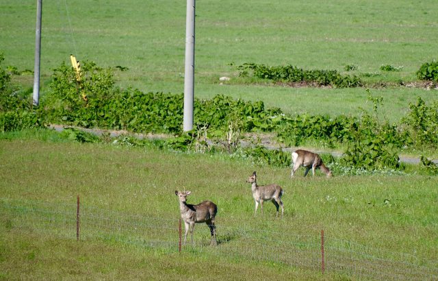 鳥獣害対策における“緩衝帯”の重要性とは。持続可能な防除について