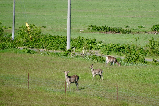 鳥獣害対策における“緩衝帯”の重要性とは。持続可能な防除について｜画像１
