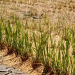 「二期作」の可能性。二期作の利点と主食用米以外の二期作について｜画像１