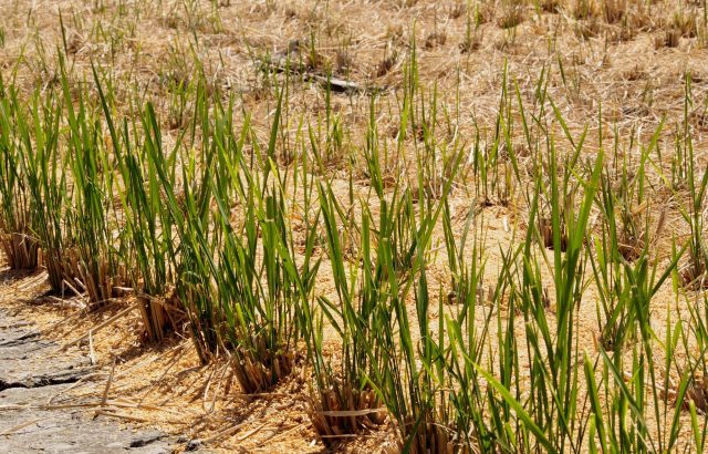 「二期作」の可能性。二期作の利点と主食用米以外の二期作について