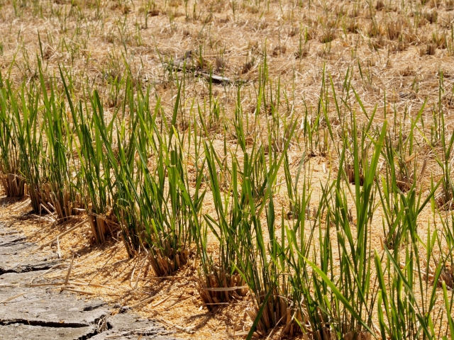 「二期作」の可能性。二期作の利点と主食用米以外の二期作について|画像1