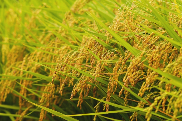 「二期作」の可能性。二期作の利点と主食用米以外の二期作について|画像2