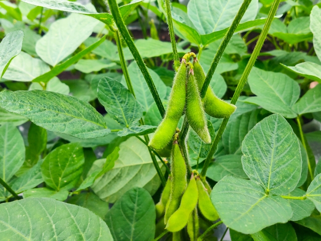 「二期作」の可能性。二期作の利点と主食用米以外の二期作について|画像3