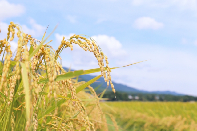 「二期作」の可能性。二期作の利点と主食用米以外の二期作について|画像4