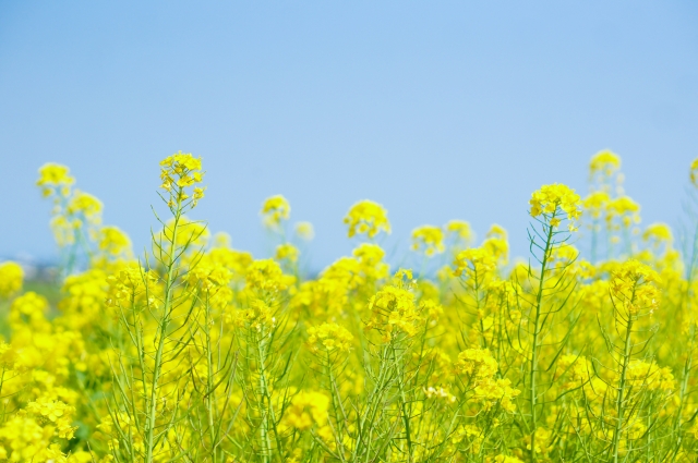 大豆油・菜種油の世界的な需要の現状とは。|画像2