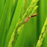 気候変動が変えるイネカメムシの脅威とは。｜画像１