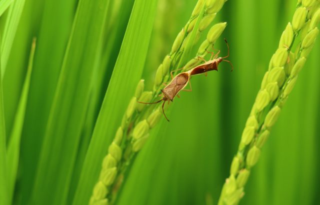 気候変動が変えるイネカメムシの脅威とは。