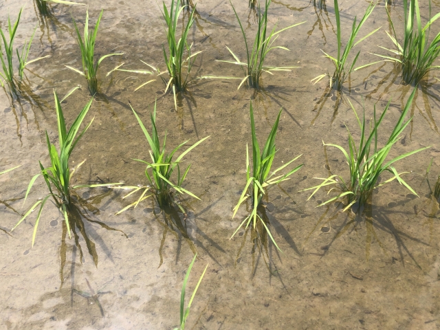 気候変動が変えるイネカメムシの脅威とは。|画像2