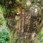 農業者ができるクマ対策。あらためて知りたい被害防止策＆安全行動マニュアル｜画像１