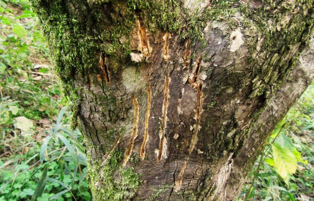 農業者ができるクマ対策。あらためて知りたい被害防止策＆安全行動マニュアル