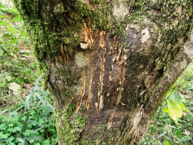 農業者ができるクマ対策。あらためて知りたい被害防止策＆安全行動マニュアル｜画像１