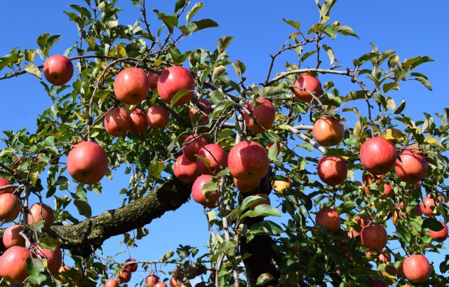 収穫・剪定・防除を担う「果樹特化型」ロボ。導入が難しい背景と開発動向について。