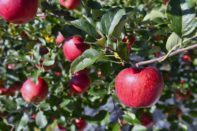 収穫・剪定・防除を担う「果樹特化型」ロボ。導入が難しい背景と開発動向について。｜画像２