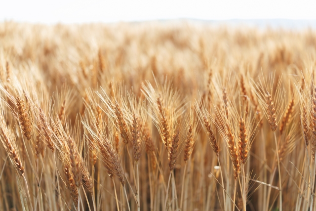 遺伝子組換え技術の今。研究成果や農業の未来との関係性について。｜画像２