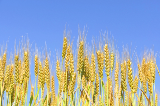 遺伝子組換え技術の今。研究成果や農業の未来との関係性について。｜画像３