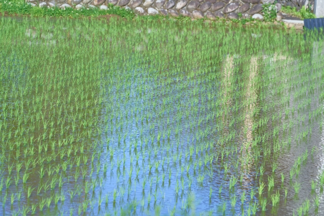 ロボット農機の公道走行解禁で何が変わるのか、現場に導入するには何が必要か。｜画像３