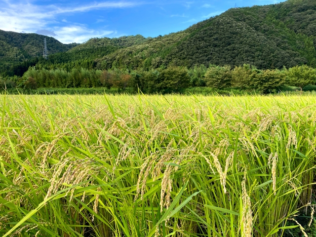 今一度理解しておきたい、スマート農機の導入コストとその効果。｜画像４