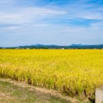 メガファームの現場から学ぶ。稲作大規模経営の最新動向｜画像１