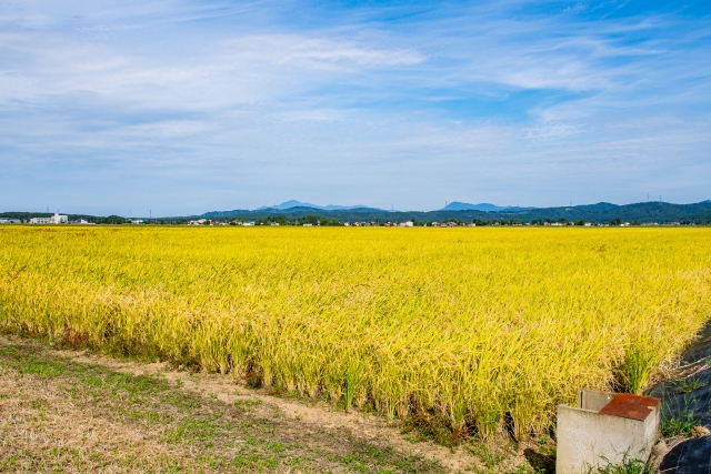 メガファームの現場から学ぶ。稲作大規模経営の最新動向|画像1