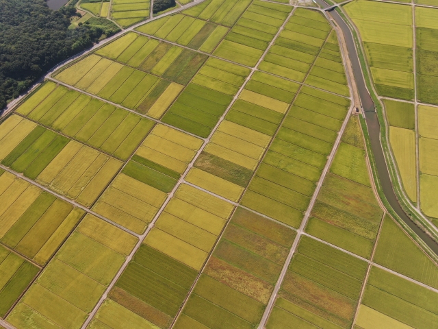 メガファームの現場から学ぶ。稲作大規模経営の最新動向|画像3