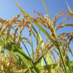 大規模経営と持続可能性のバランスをいかにとるべきか。環境と両立する稲作とは。｜画像１