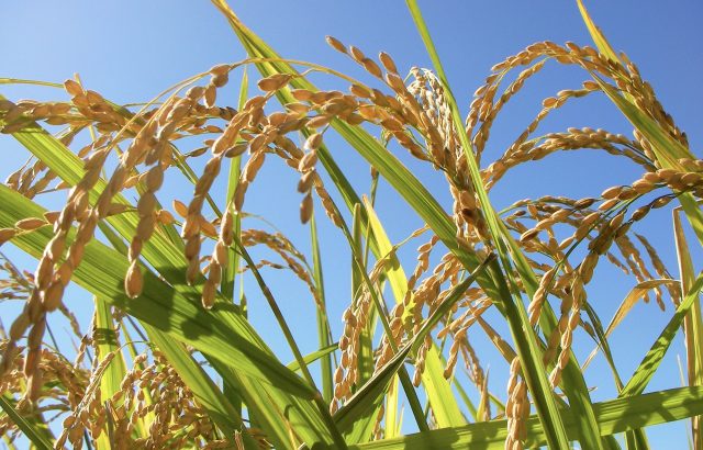 大規模経営と持続可能性のバランスをいかにとるべきか。環境と両立する稲作とは。