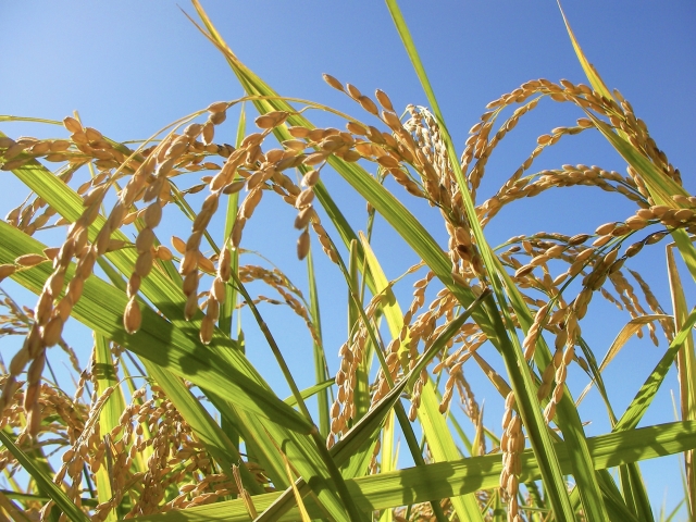 大規模経営と持続可能性のバランスをいかにとるべきか。環境と両立する稲作とは。|画像1