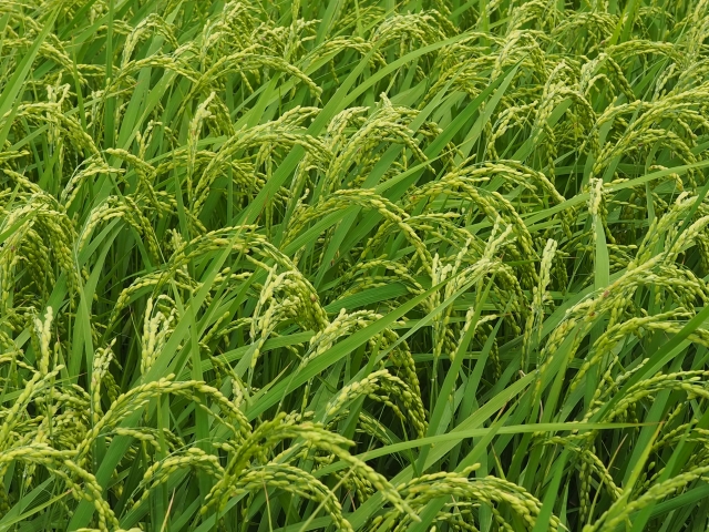 大規模経営と持続可能性のバランスをいかにとるべきか。環境と両立する稲作とは。|画像2