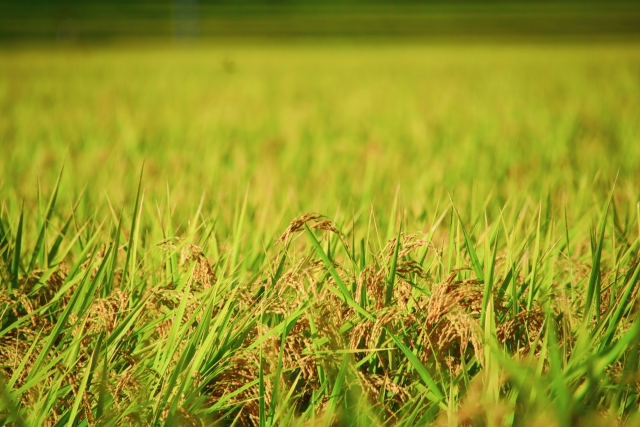 大規模経営と持続可能性のバランスをいかにとるべきか。環境と両立する稲作とは。|画像3