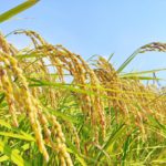 コメづくりの多角化戦略。収益を支える複合経営のススメ｜画像１