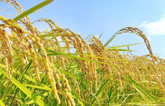 コメづくりの多角化戦略。収益を支える複合経営のススメ