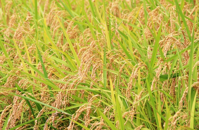 コメづくりの多角化戦略。収益を支える複合経営のススメ|画像2