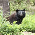 遭遇・襲われたらどうする？農作業者・里山利用者のためのクマ安全ガイド｜画像１