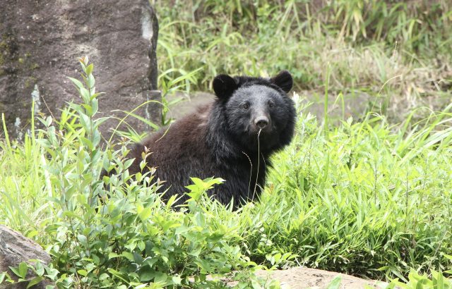 遭遇・襲われたらどうする？農作業者・里山利用者のためのクマ安全ガイド