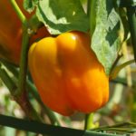 高需要作物で稼ぐ。パプリカの広がる需給ギャップと国産化への挑戦｜画像１