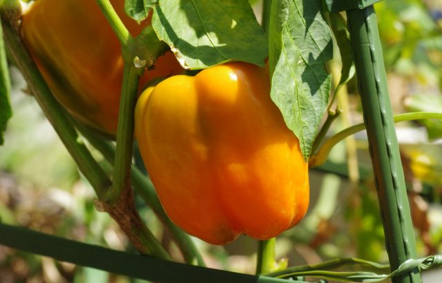 高需要作物で稼ぐ。パプリカの広がる需給ギャップと国産化への挑戦