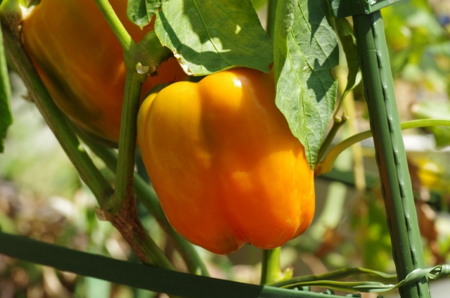 高需要作物で稼ぐ。パプリカの広がる需給ギャップと国産化への挑戦｜画像１