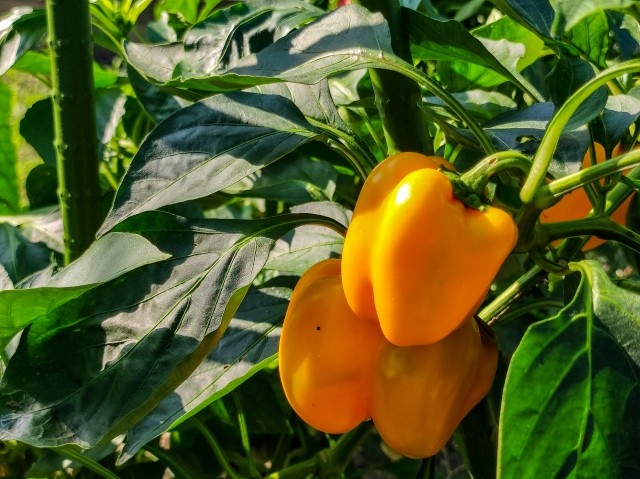 高需要作物で稼ぐ。パプリカの広がる需給ギャップと国産化への挑戦｜画像２