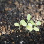 野菜のタネの安定供給が揺らいでいる！？タネの「輸入」が止まった場合のリスクとは｜画像１